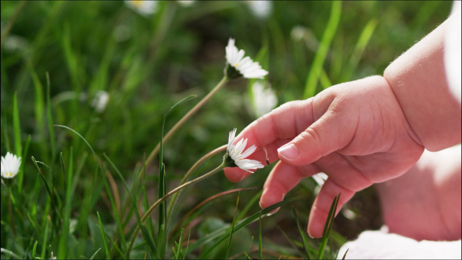 A baby's hand reaching out to touch a daisy in the grass